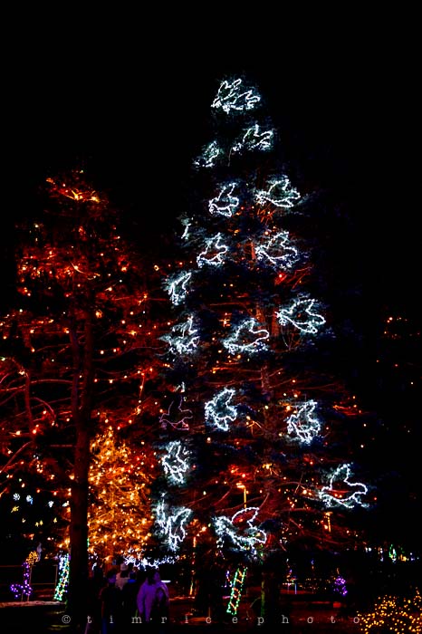 Yr6•086-365•1908•La Salettes Christmas Tree