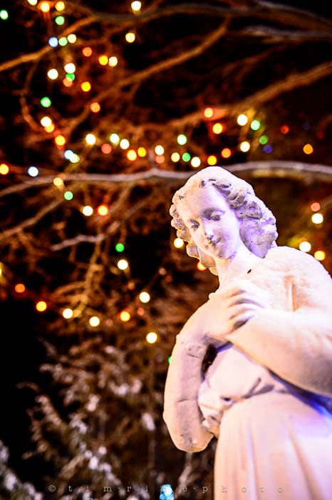 Yr6•092-365•1908•La Salettes Christmas Tree