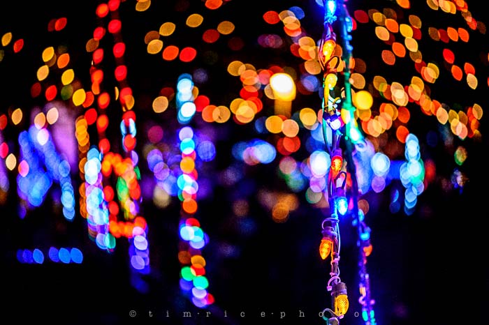 Yr6•099-365•1908•La Salettes Christmas Tree