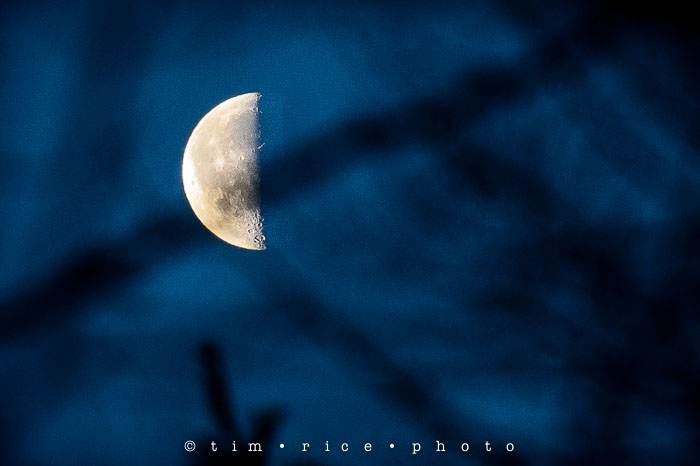 Yr6•105-365•1931•Moon in Trees