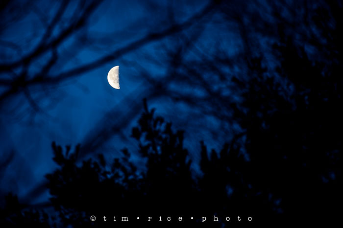 Yr6•105/365•1931 Moon in Trees January 13, 2015