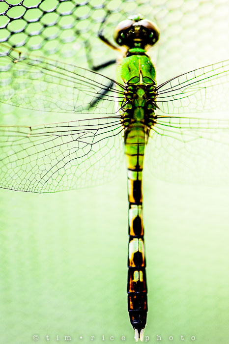 Flying Dragon 4