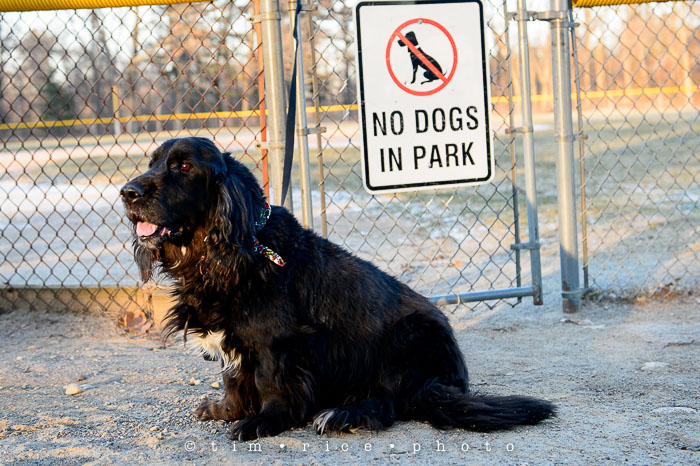 Yr6•109/365•1935 The Defiant Dog January 17, 2015