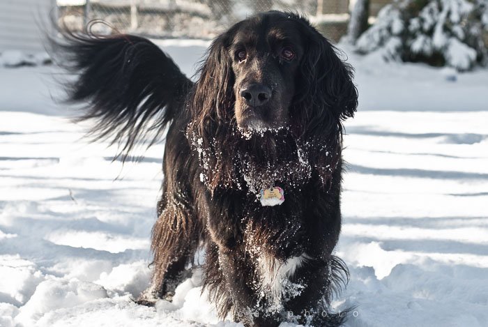 Yr6•112-365•1937•Peace