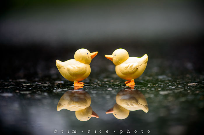 Yr6•122-365•1921•The Man in th Alley