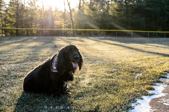 Yr6•124-365•1935•Defiant