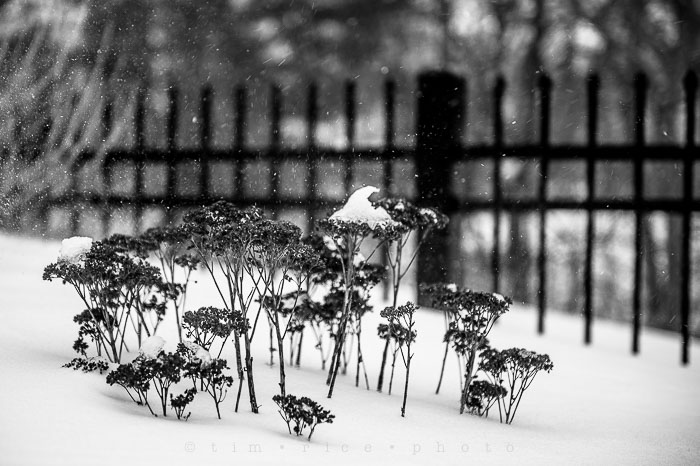 Yr6•125-365•1945•Park in Snow
