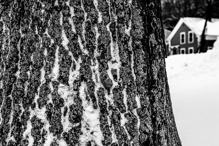 Yr6•143-365•1945•Park in Snow