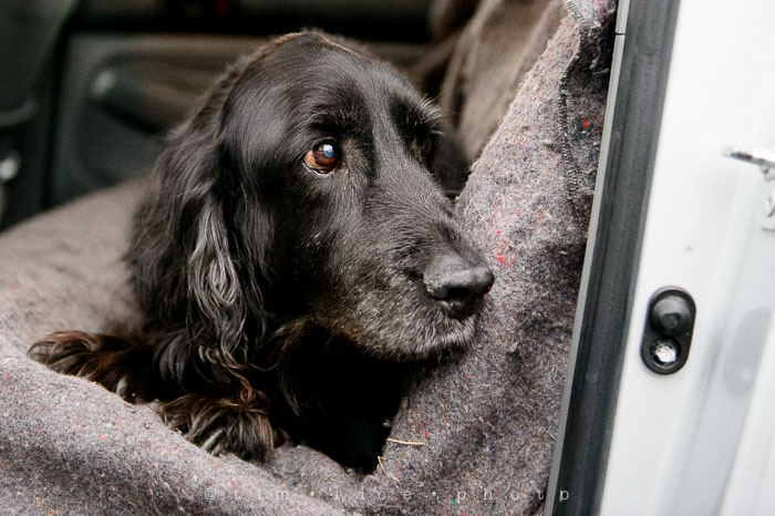 Yr6•155-365•1937•Peace