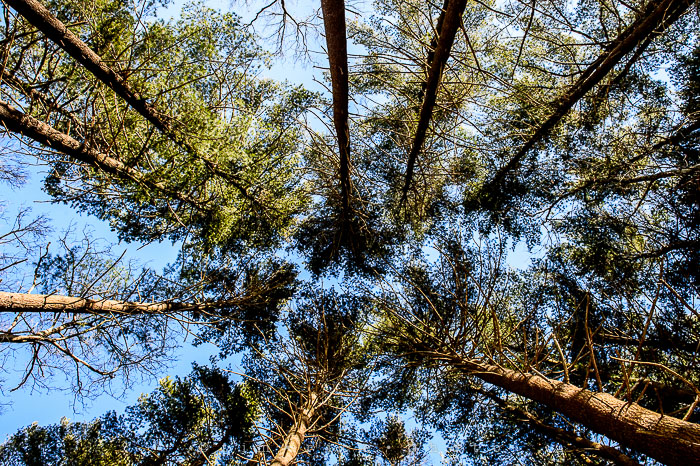 Yr6•152-365•1977•Sun-kissed Snow