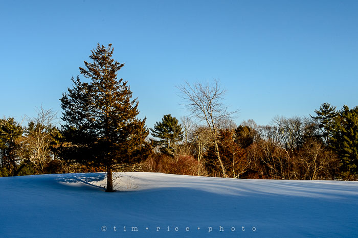 Yr6•161-365•1977•Sun-kissed Snow