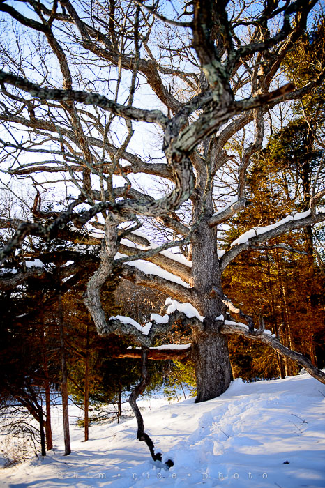 Yr6•165-365•1977•Sun-kissed Snow