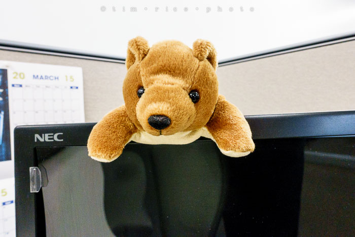 Yr6•167-365•1983•Gary's Pigs