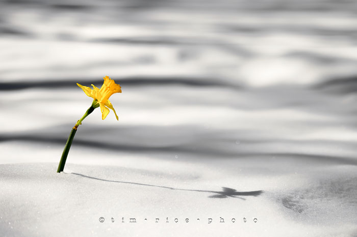 Yr6•181/365•2007 and through it all March 30, 2015