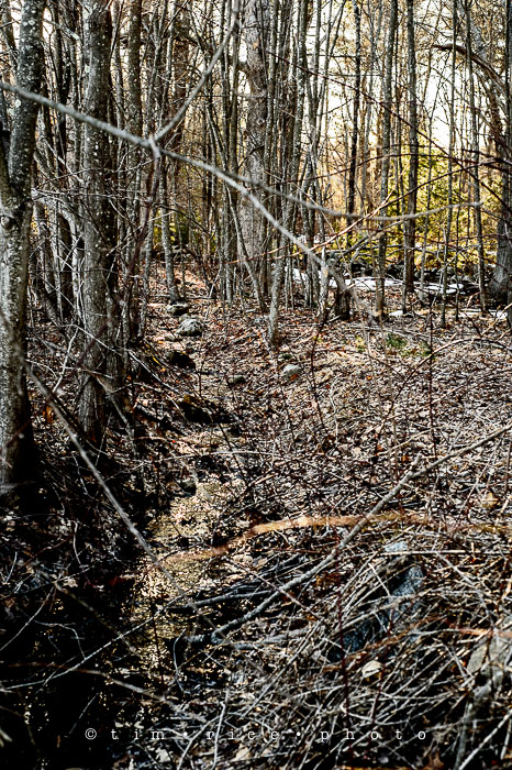 Yr6•185/365•2011 In The Woods April 3, 2015