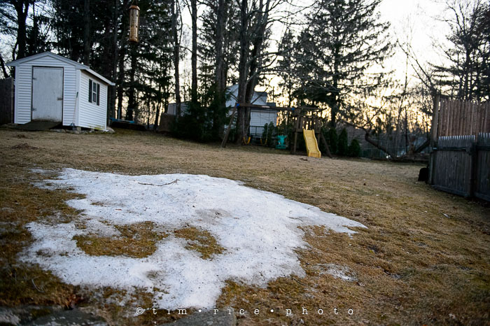 Yr6•195-365•2021•Red Bird White Trees-2