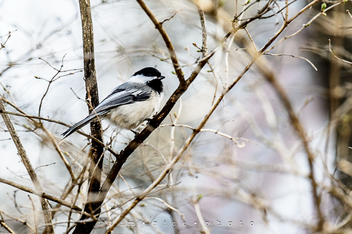Yr6•195-365•2021•Red Bird White Trees