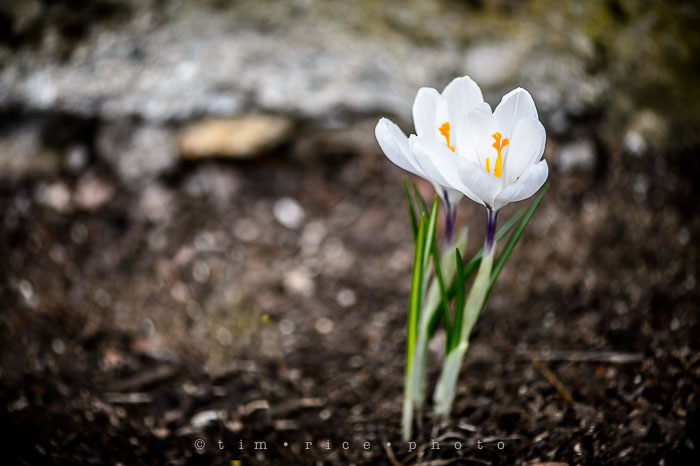 Yr6•196/365•2022 The Two for Spring April 14, 2015 