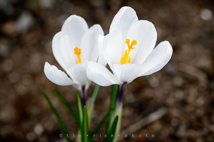 Yr6•196-365•2022•The Two