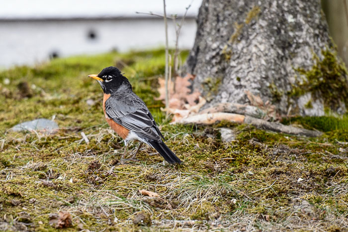 Yr6•197-365•2021•Red Bird White Trees