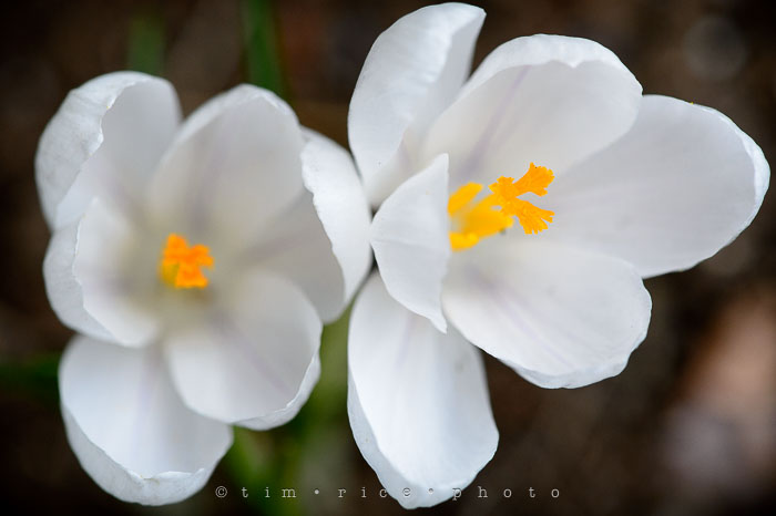 Yr6•197-365•2022•The Two