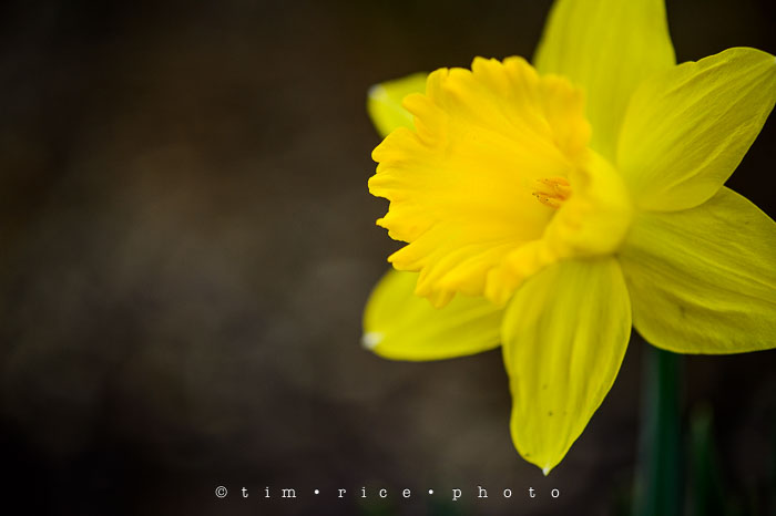 Yr6•203/365•2029 A Yellow One April 22, 2015
