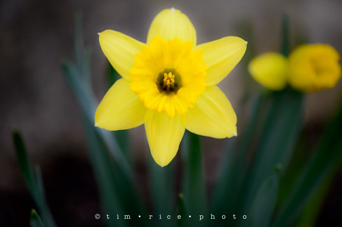 Yr6•203-365•2029•A Yellow One