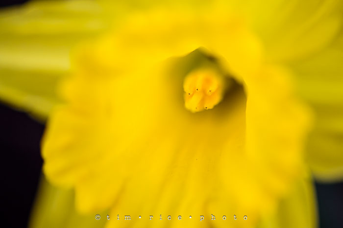 Yr6•204-365•2029•A Yellow One