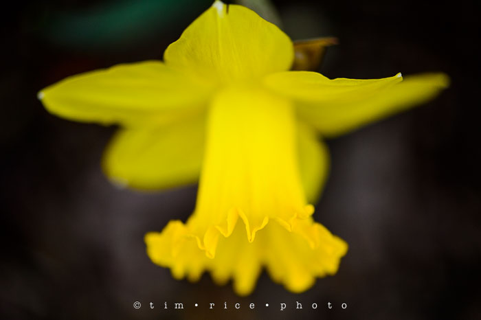 Yr6•205-365•2029•A Yellow One