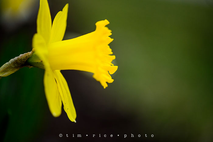 Yr6•206-365•2029•A Yellow One