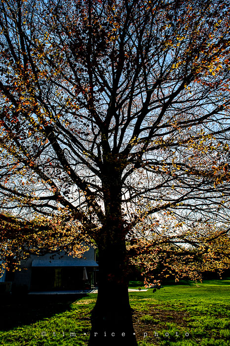 Yr6•219-365•2045•The Tree at Choate