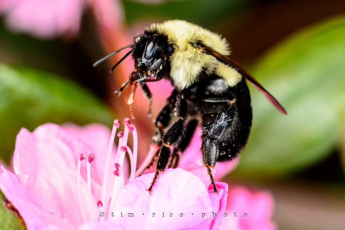 Yr6•228/365•2048 Worker Bee May 16, 2015