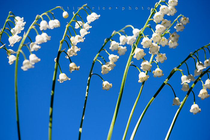 Yr6•235-365•2055•Valley in the Sky