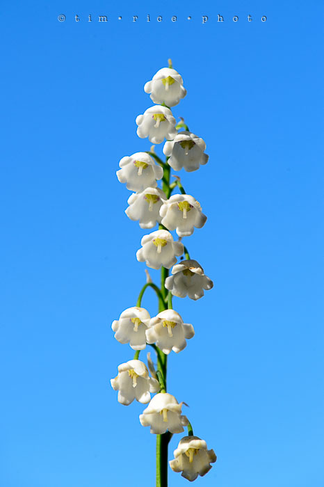 Yr6•236-365•2055•Valley in the Sky