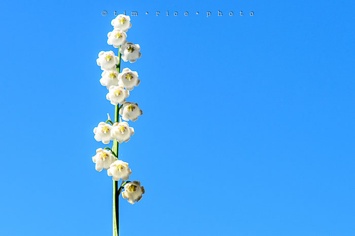 Yr6•237-365•2055•Valley in the Sky