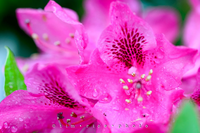 Yr6•244-365•2064•Rainy Days and Mondays