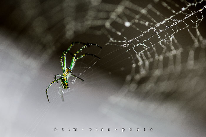 Yr6•245/365•2065 Spider Rise June 2, 2015