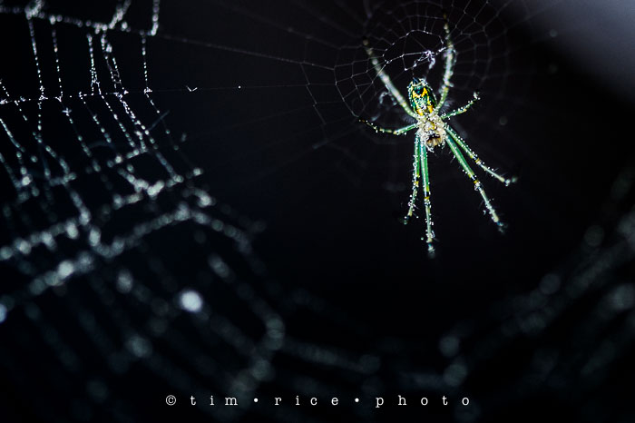 Yr6•245-365•2065•Spider Rise