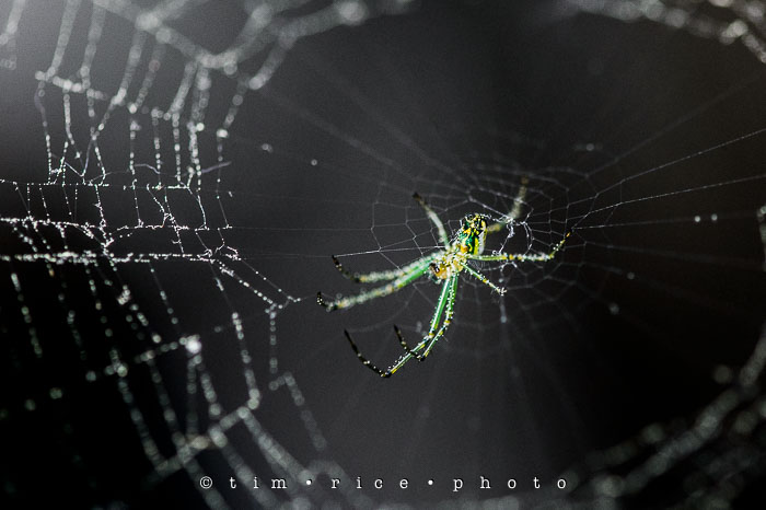 Yr6•246-365•2065•Spider Rise