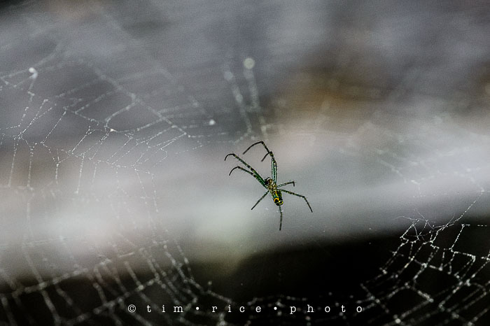 Yr6•247-365•2065•Spider Rise