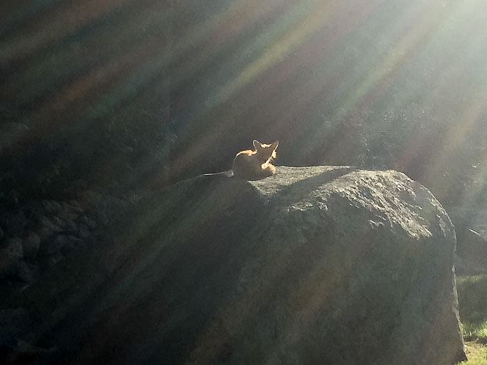 Yr6•247/365•2067 The Sly June 4, 2015