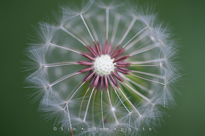 Yr6•248-365•2048•Soft Core