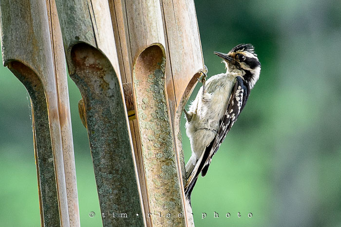 Yr6•249/365•2049 A Bird June 6, 2015