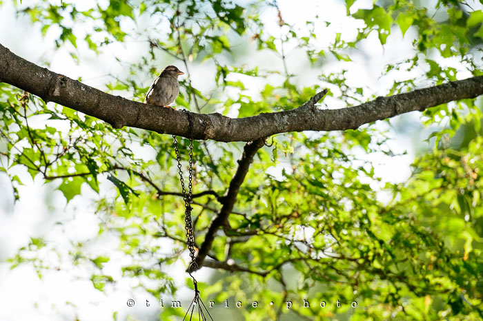 Yr6•249-365•2049•A Bird