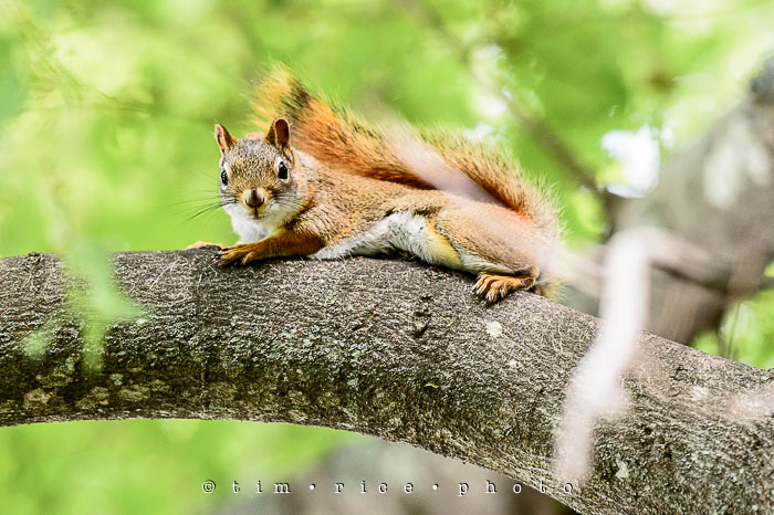 Yr6•251/365•2071 The Watcher June 8, 2015