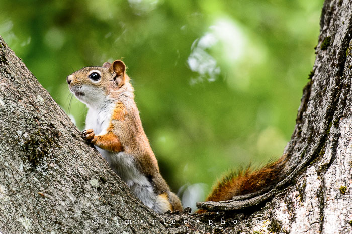 Yr6•251-365•2071•The Watcher