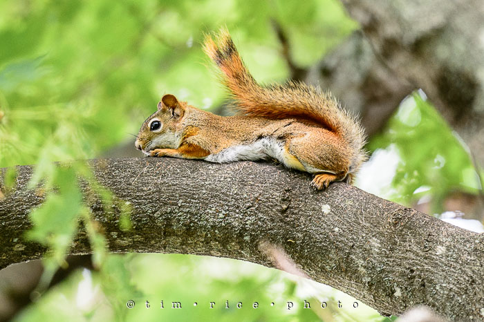 Yr6•252-365•2071•The Watcher
