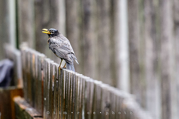 Yr6•259/365•2079 The Robin June 16, 2015