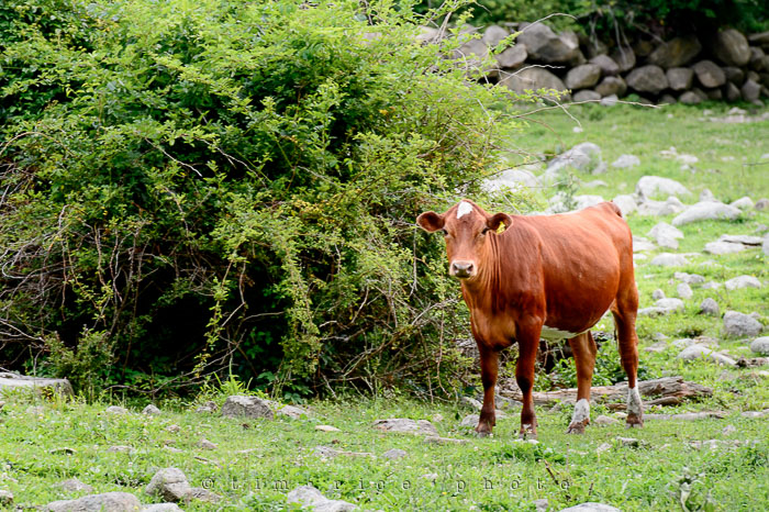 Yr6•268/365•2088 Cow June 25, 2015