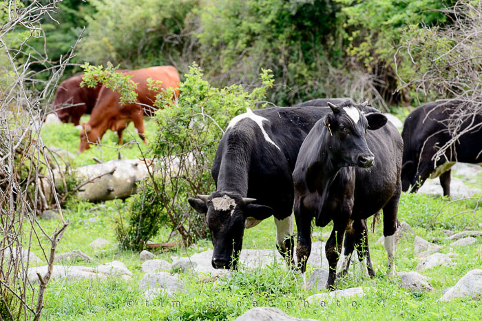 Yr6•268-365•2088•Cow